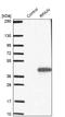 RPA Interacting Protein antibody, NBP1-81706, Novus Biologicals, Western Blot image 