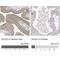 Doublecortin Domain Containing 2 antibody, NBP1-84298, Novus Biologicals, Immunohistochemistry paraffin image 