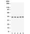 G Protein Subunit Alpha Q antibody, R32120, NSJ Bioreagents, Western Blot image 