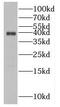 Nudix Hydrolase 9 antibody, FNab05908, FineTest, Western Blot image 