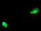 Activating Signal Cointegrator 1 Complex Subunit 2 antibody, TA503246, Origene, Immunofluorescence image 