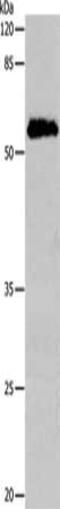 Cell Division Cycle 20 antibody, CSB-PA947265, Cusabio, Western Blot image 