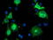 Beclin 1 antibody, LS-C172804, Lifespan Biosciences, Immunofluorescence image 