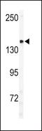 Serine/threonine-protein kinase ULK2 antibody, PA5-15382, Invitrogen Antibodies, Western Blot image 