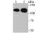 Matrin 3 antibody, A02931-1, Boster Biological Technology, Western Blot image 