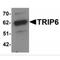 Thyroid receptor-interacting protein 6 antibody, MBS150280, MyBioSource, Western Blot image 