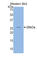 Folate Receptor Alpha antibody, abx102563, Abbexa, Western Blot image 