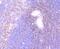 Engulfment And Cell Motility 1 antibody, NBP2-76832, Novus Biologicals, Immunohistochemistry paraffin image 