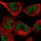 U1 small nuclear ribonucleoprotein A antibody, HPA054834, Atlas Antibodies, Immunofluorescence image 