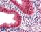 Chromobox 5 antibody, LS-B2394, Lifespan Biosciences, Immunohistochemistry paraffin image 