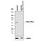 Serine/Threonine Kinase 11 antibody, AF8055, R&D Systems, Western Blot image 