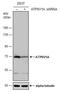 ATPase H+ Transporting V1 Subunit A antibody, NBP1-33021, Novus Biologicals, Western Blot image 