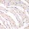 Proteasome Subunit Beta 1 antibody, orb129724, Biorbyt, Immunohistochemistry paraffin image 