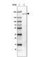 Shugoshin 2 antibody, NBP1-83567, Novus Biologicals, Western Blot image 
