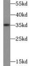 Interleukin-1 alpha antibody, FNab04208, FineTest, Western Blot image 