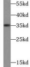 Interleukin 1 Alpha antibody, FNab04208, FineTest, Western Blot image 