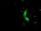 Muscle RAS Oncogene Homolog antibody, NBP2-00719, Novus Biologicals, Immunofluorescence image 