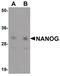 Nanog Homeobox antibody, PA5-20889, Invitrogen Antibodies, Western Blot image 