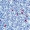 IgM antibody, NB120-17150, Novus Biologicals, Immunohistochemistry frozen image 