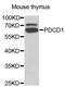 Programmed Cell Death 1 antibody, STJ27553, St John