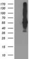 SEC14 Like Lipid Binding 2 antibody, MA5-25689, Invitrogen Antibodies, Western Blot image 