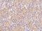 PET117 antibody, 204168-T08, Sino Biological, Immunohistochemistry frozen image 