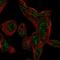 CTD Small Phosphatase 1 antibody, HPA062654, Atlas Antibodies, Immunocytochemistry image 