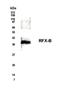 RFXK antibody, NB600-205, Novus Biologicals, Western Blot image 