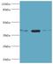 Twinfilin Actin Binding Protein 2 antibody, LS-C377945, Lifespan Biosciences, Western Blot image 