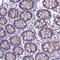 GDNF Family Receptor Alpha 1 antibody, NBP2-14045, Novus Biologicals, Immunohistochemistry paraffin image 