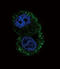 Integrin Subunit Alpha 6 antibody, LS-B11070, Lifespan Biosciences, Immunofluorescence image 
