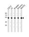 Tubulin beta-5 chain antibody, M32657, Boster Biological Technology, Western Blot image 
