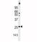 Thioredoxin 2 antibody, F42944-0.4ML, NSJ Bioreagents, Western Blot image 