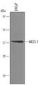 NK3 Homeobox 1 antibody, AF6080, R&D Systems, Western Blot image 