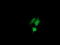 Chaperonin Containing TCP1 Subunit 8 Like 2 antibody, LS-C174276, Lifespan Biosciences, Immunofluorescence image 