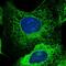 Guanylate Binding Protein 5 antibody, NBP1-85947, Novus Biologicals, Immunofluorescence image 