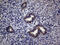 Thyroid Hormone Receptor Interactor 13 antibody, LS-C799663, Lifespan Biosciences, Immunohistochemistry paraffin image 