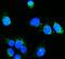 Hexokinase 1 antibody, M01504-1, Boster Biological Technology, Immunofluorescence image 