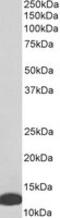 Macrophage Migration Inhibitory Factor antibody, MBS420999, MyBioSource, Western Blot image 