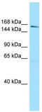 KIAA0560 antibody, TA338083, Origene, Western Blot image 