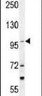 Tetratricopeptide Repeat Domain 16 antibody, PA5-24059, Invitrogen Antibodies, Western Blot image 