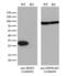 Serine And Arginine Rich Splicing Factor 9 antibody, LS-C799000, Lifespan Biosciences, Western Blot image 