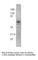 Netrin 1 antibody, NTRN-101AP, FabGennix, Western Blot image 