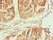 Calpain 1 antibody, LS-C375395, Lifespan Biosciences, Immunohistochemistry frozen image 