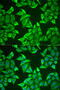 Neuroglobin antibody, 22-255, ProSci, Immunofluorescence image 