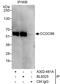 Coiled-coil domain-containing protein 86 antibody, A302-481A, Bethyl Labs, Immunoprecipitation image 