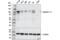 Catenin Delta 1 antibody, 59854T, Cell Signaling Technology, Western Blot image 
