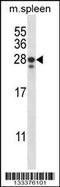 Ankyrin Repeat Domain 22 antibody, 57-185, ProSci, Western Blot image 