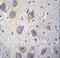Arrestin Beta 1 antibody, LS-C156512, Lifespan Biosciences, Immunohistochemistry frozen image 
