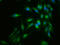 Filamin A antibody, LS-C674971, Lifespan Biosciences, Immunofluorescence image 